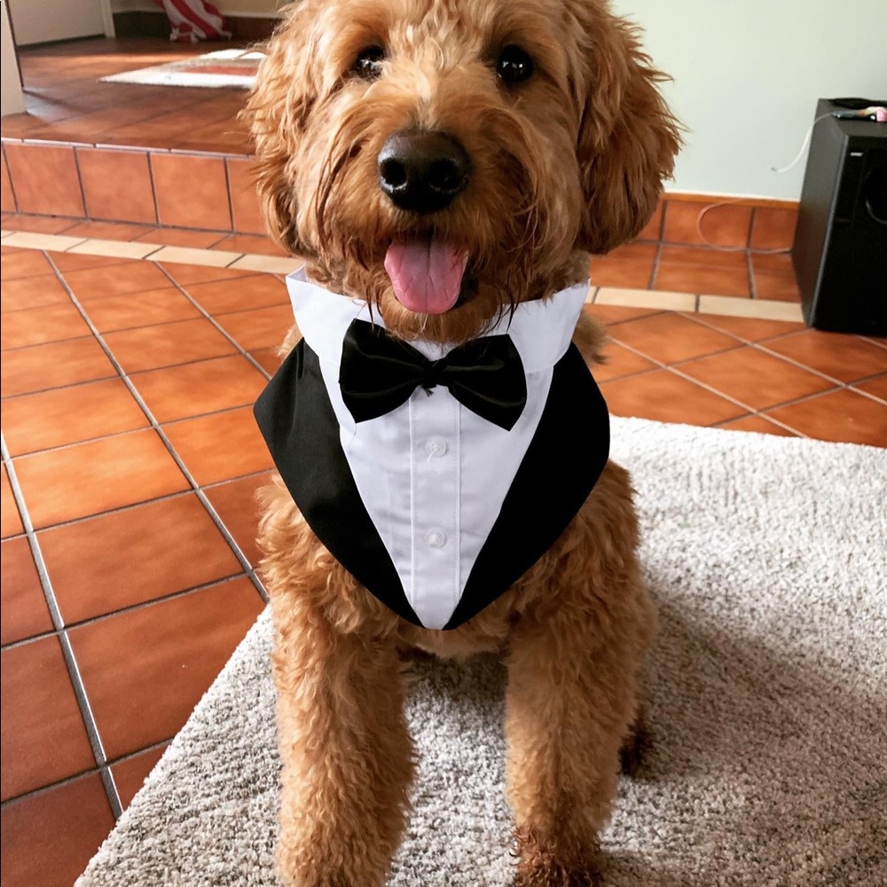 XL dog tuxedo